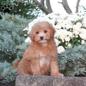 Dibs, Forever Puppy